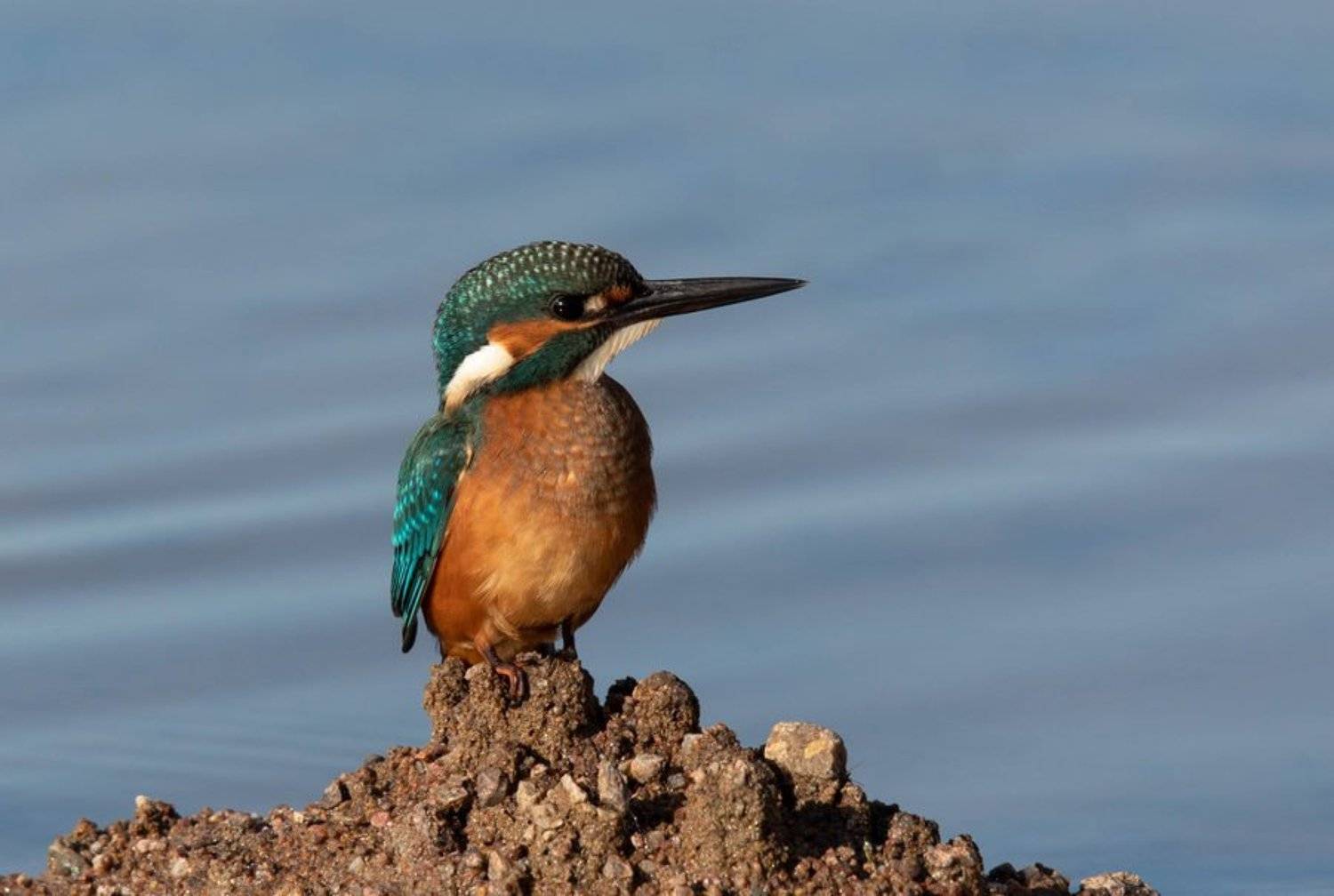зимородок, птицы,, Владимир Пакалевич