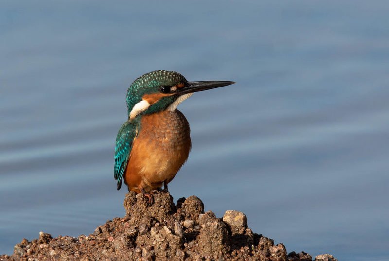 зимородок, птицы, В ожидании улова фото превью