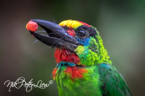 Red-throated Barbet (Psilopogon mystacophanos)