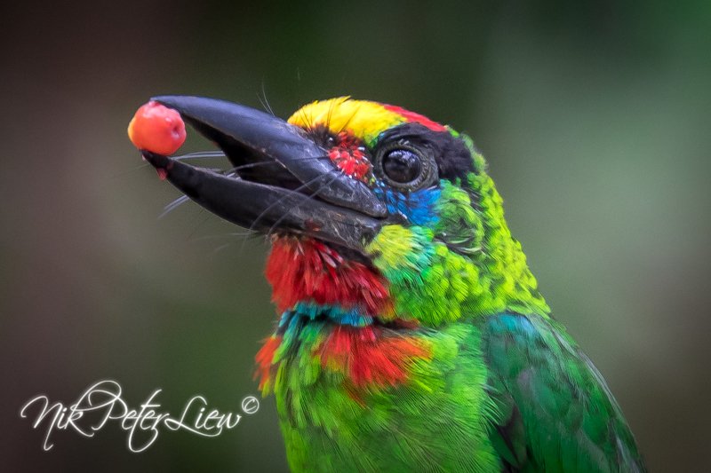 Red-throated Barbet (Psilopogon mystacophanos), birds Red-throated Barbet (Psilopogon mystacophanos) фото превью