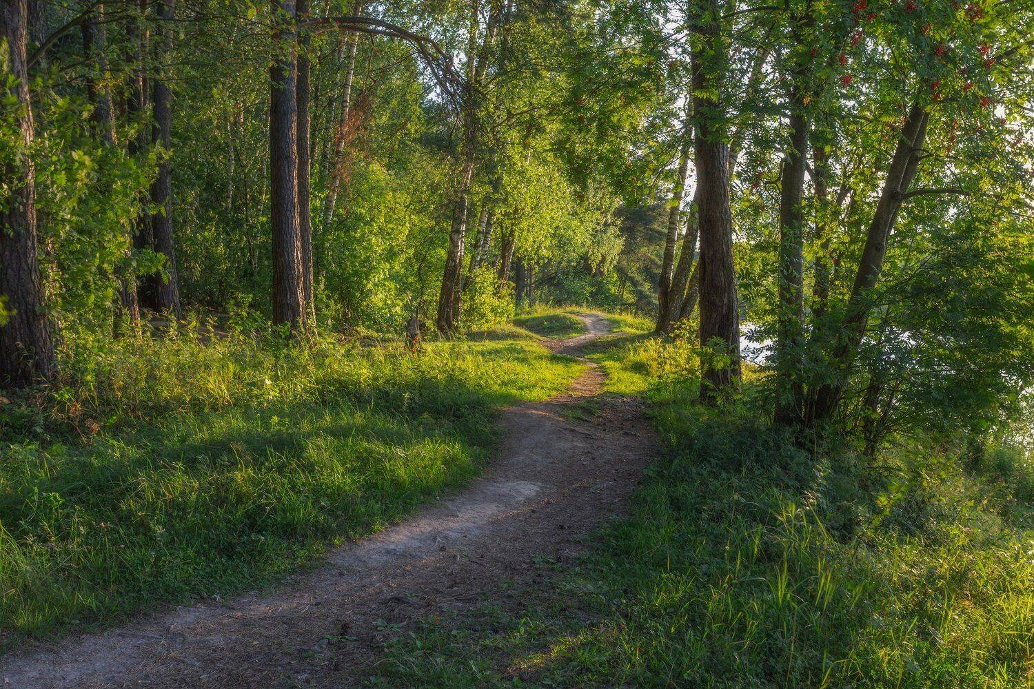 природа, пейзаж, лес, закат, лето, Мартыненко Дмитрий