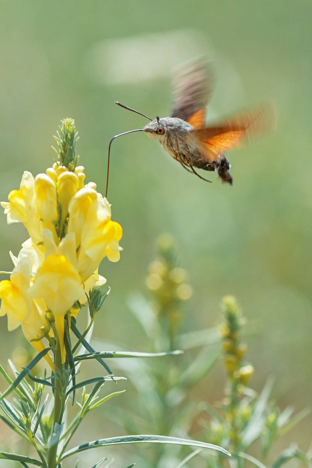 бабочка,лист,трава,солнце,крылья,свет,блик,цветок, Юрий Котов