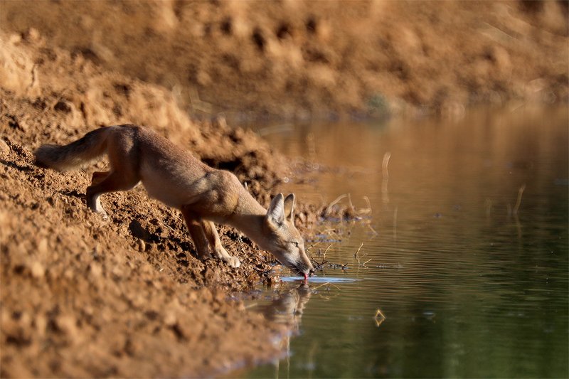 Корсак фото превью