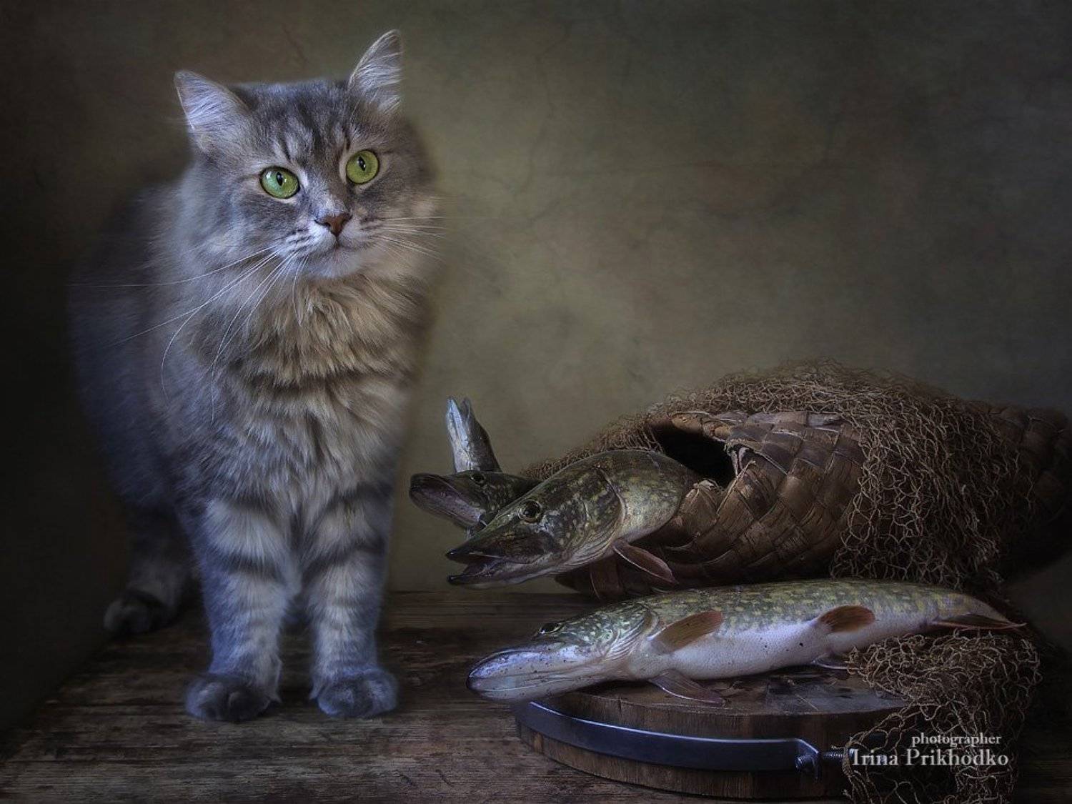 животные, кошка Масяня, натюрморт, зоонатюрморт, котонатюрморт, рыба, щука, Ирина Приходько