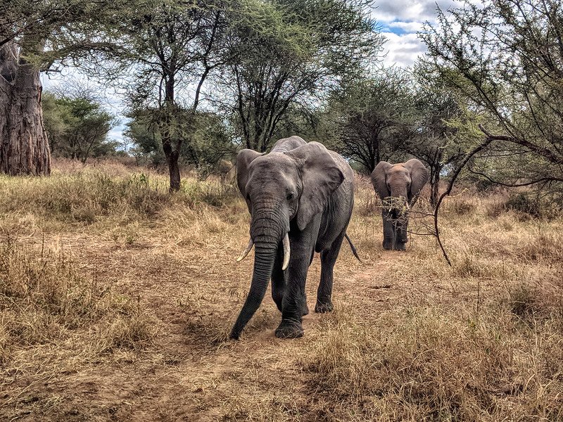 Встреча в саване фото превью