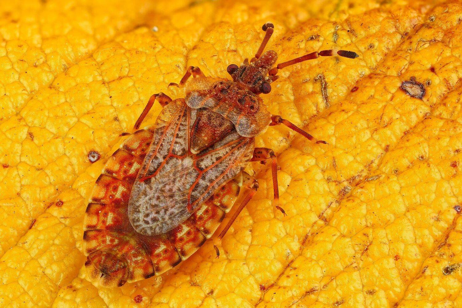 макро  насекомое желтый оранжевый цвет, Андрей Шаповалов