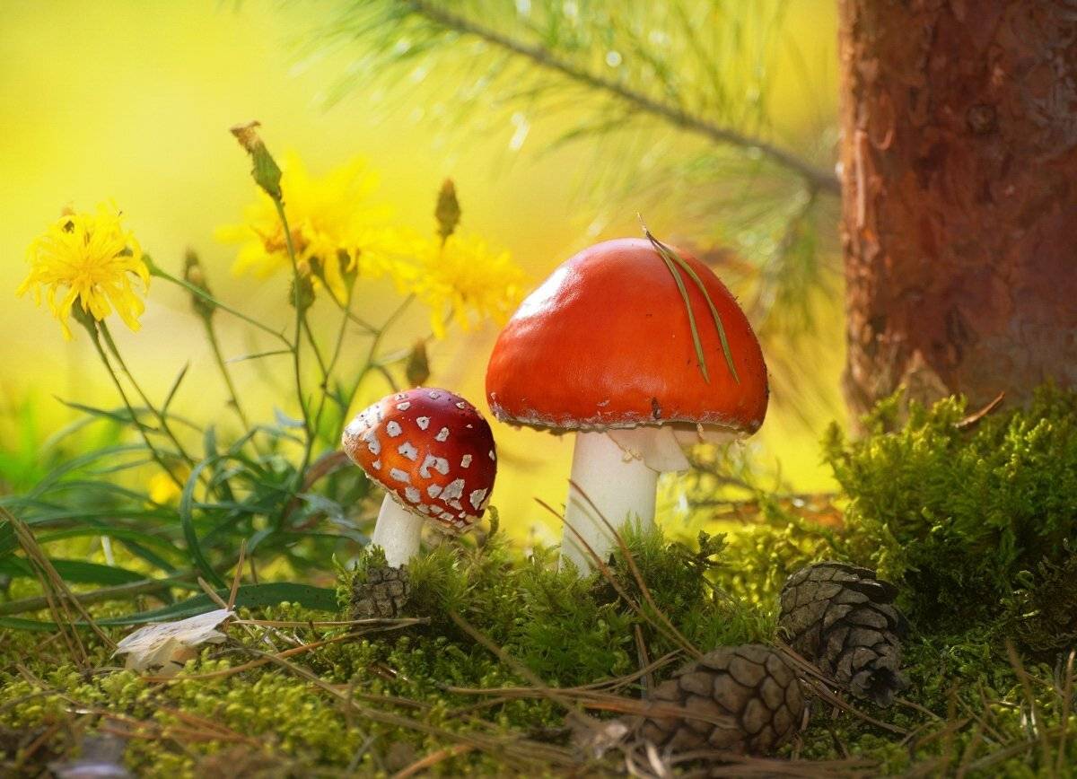 природа, грибы, цветы, лето, лес, макро, vladilenoff