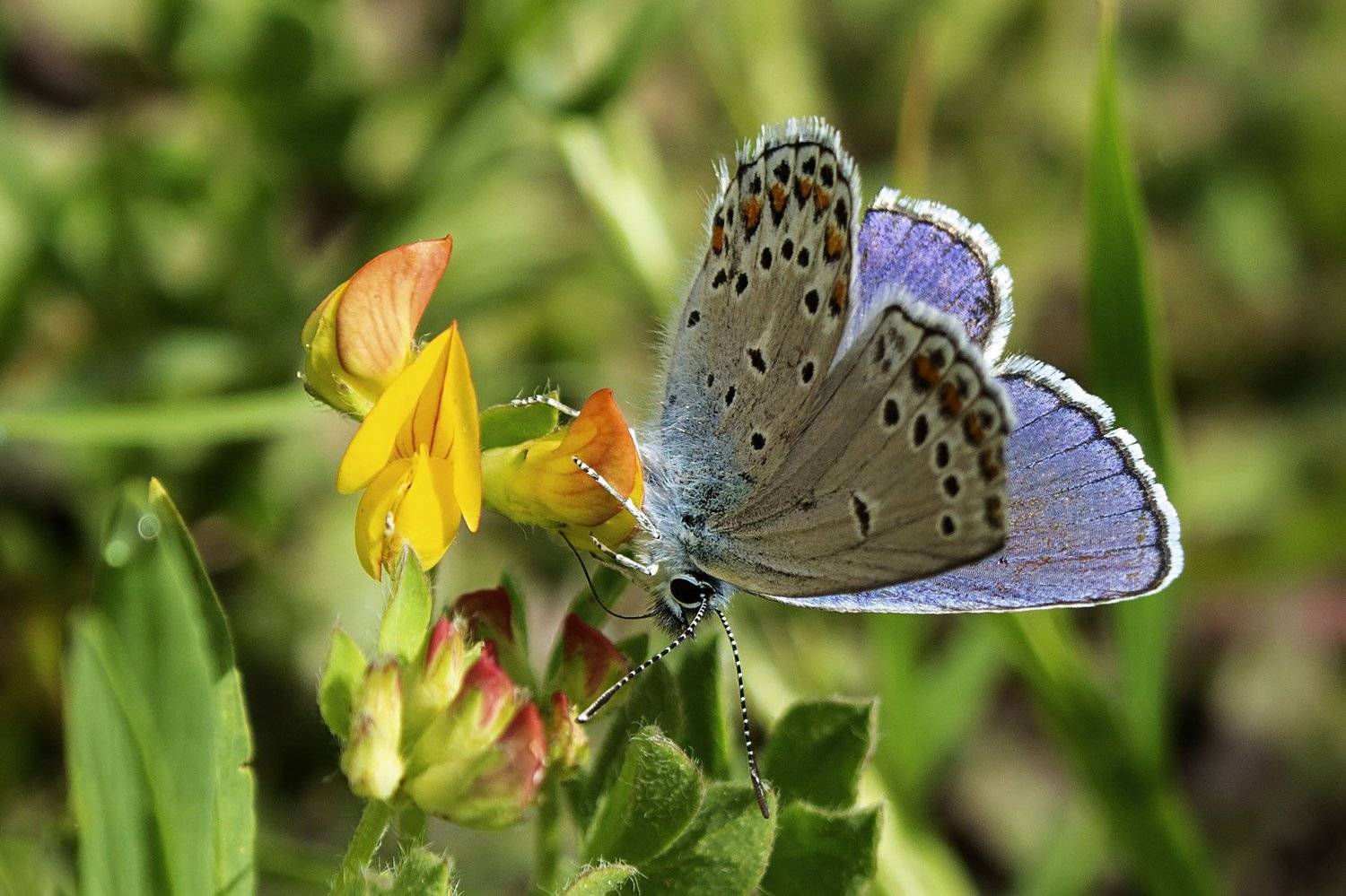 macro,butterfly,art,colors,dreams,photography,life,passion,peace,, Nihan Bayındır
