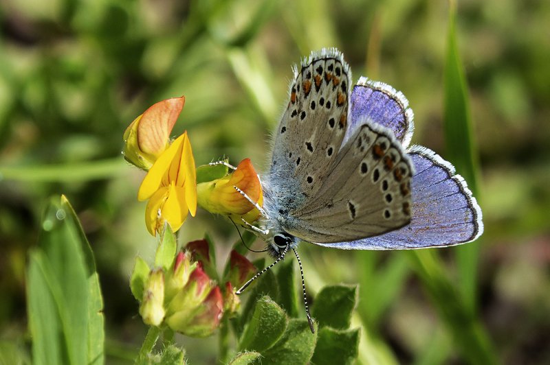 macro,butterfly,art,colors,dreams,photography,life,passion,peace, FREEDOM 5 фото превью