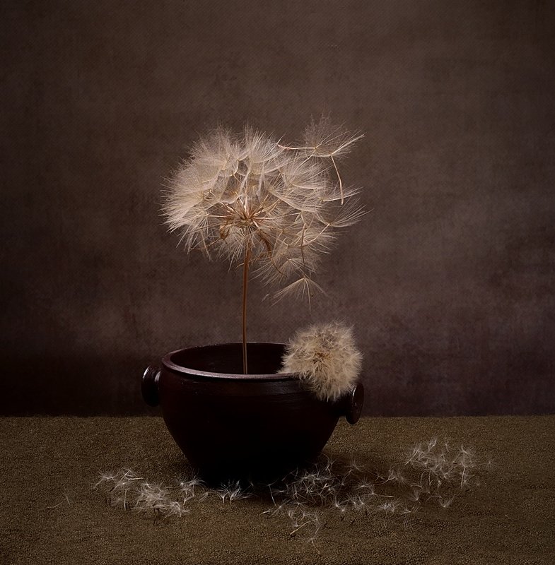 martwa natura z kozibrodem łąkowym фото превью