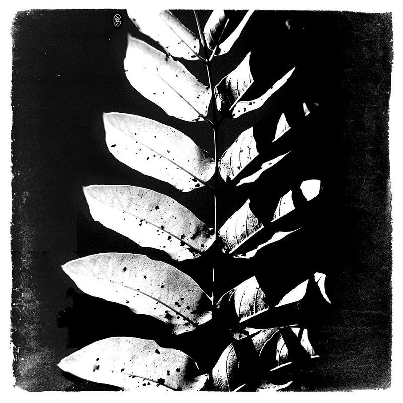 Fragile фото превью