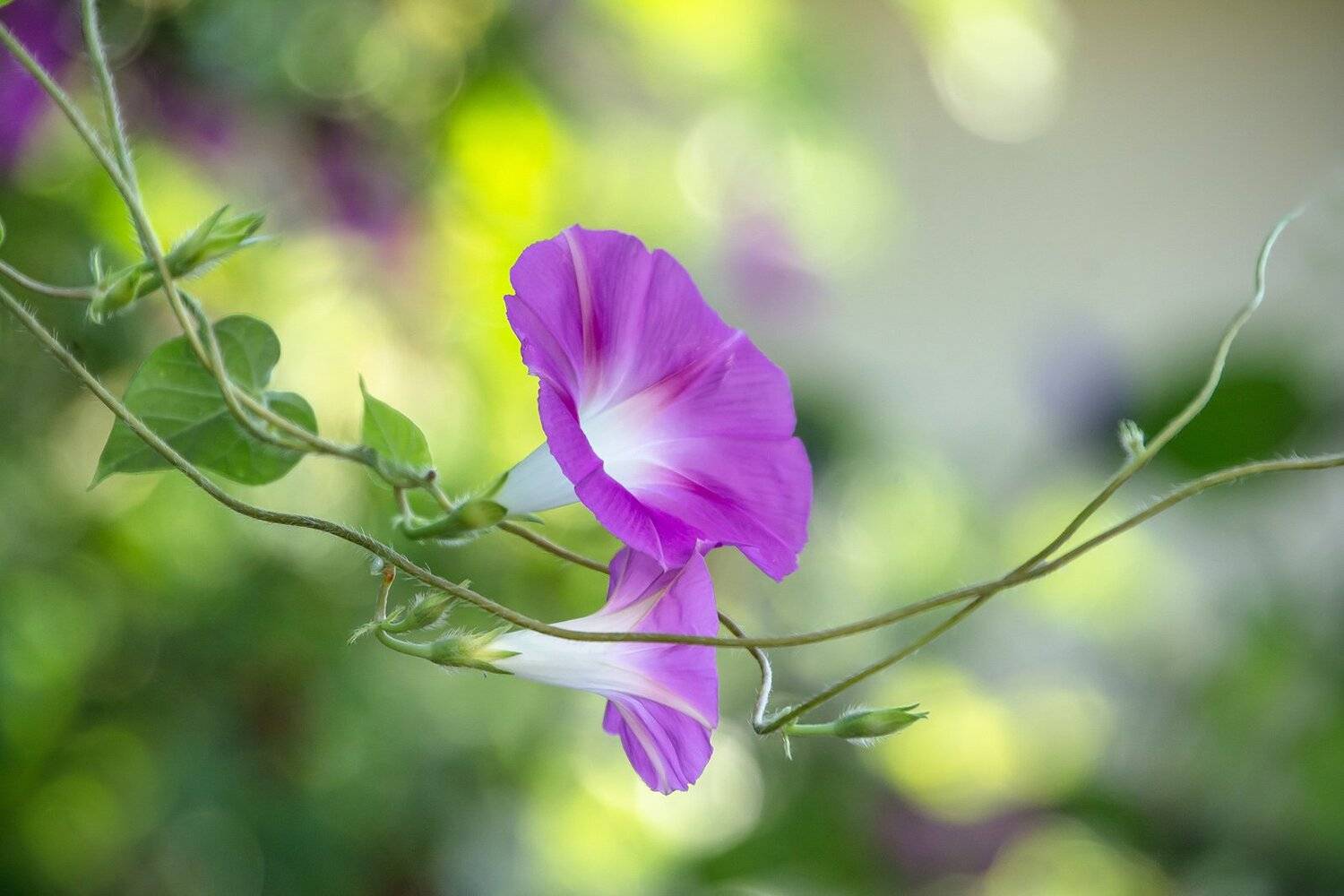 макро,цветы,лето,природа,листья,morning glory,розовый,ипомея,, Антонина Яновска