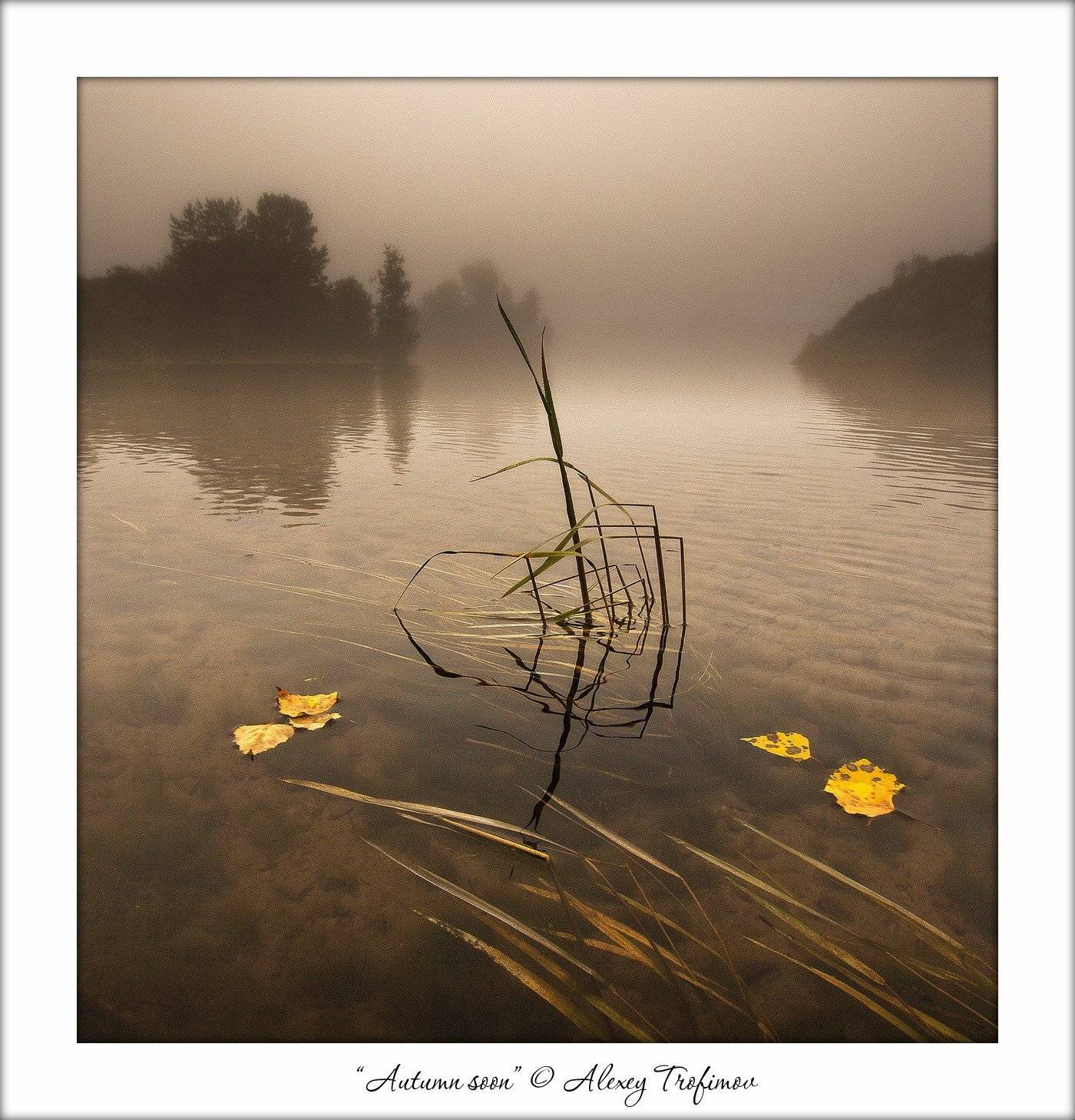 , Алексей Трофимов