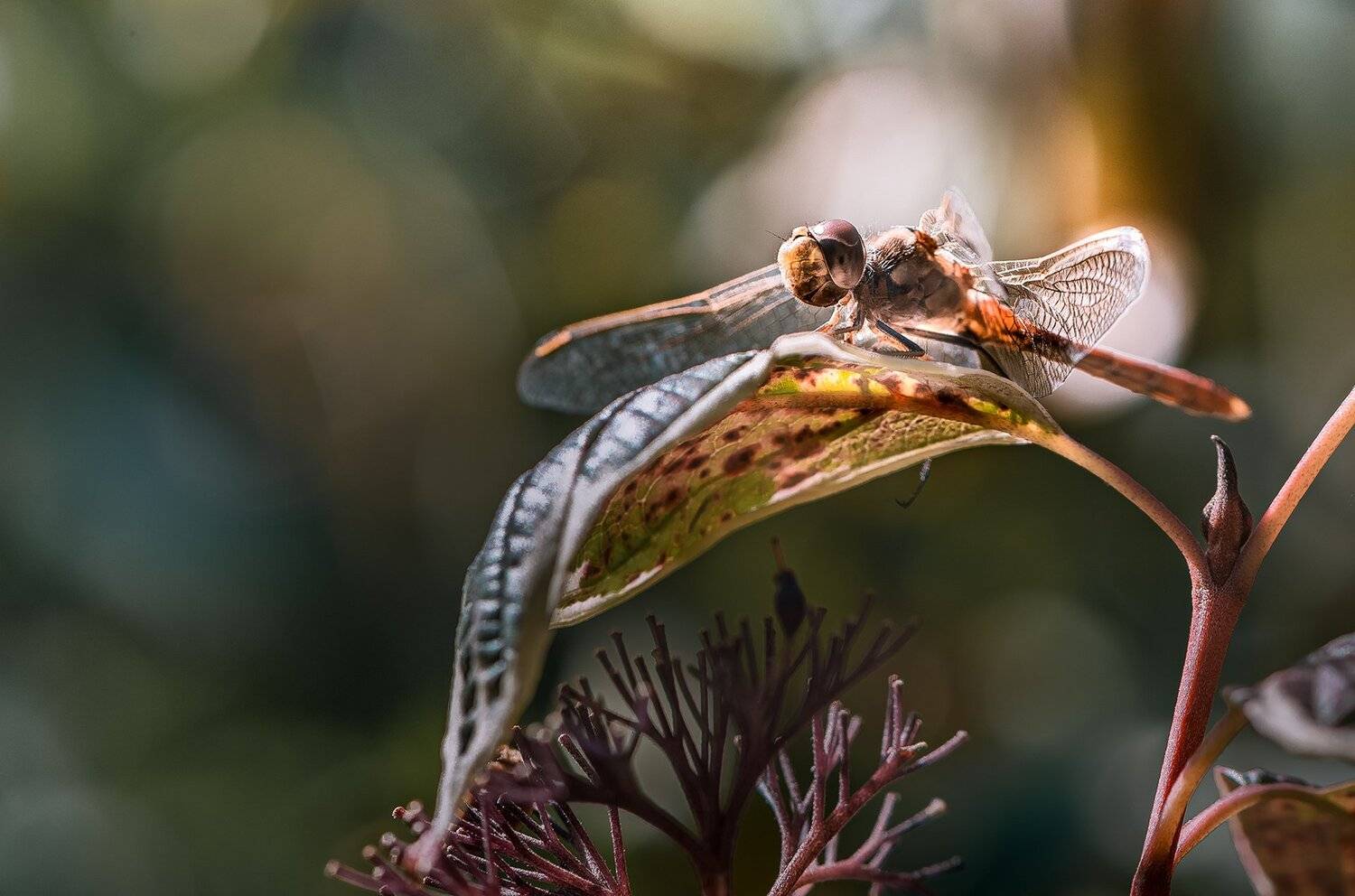 природа, макро, насекомое, стрекоза, Неля Рачкова