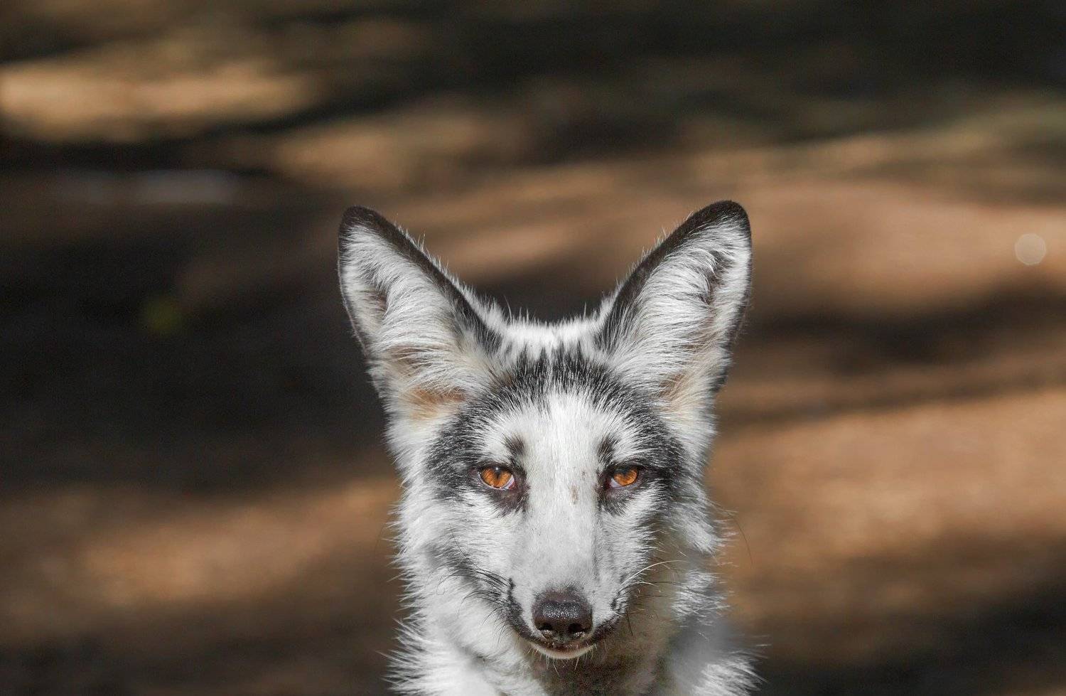 лиса, Олег Богданов