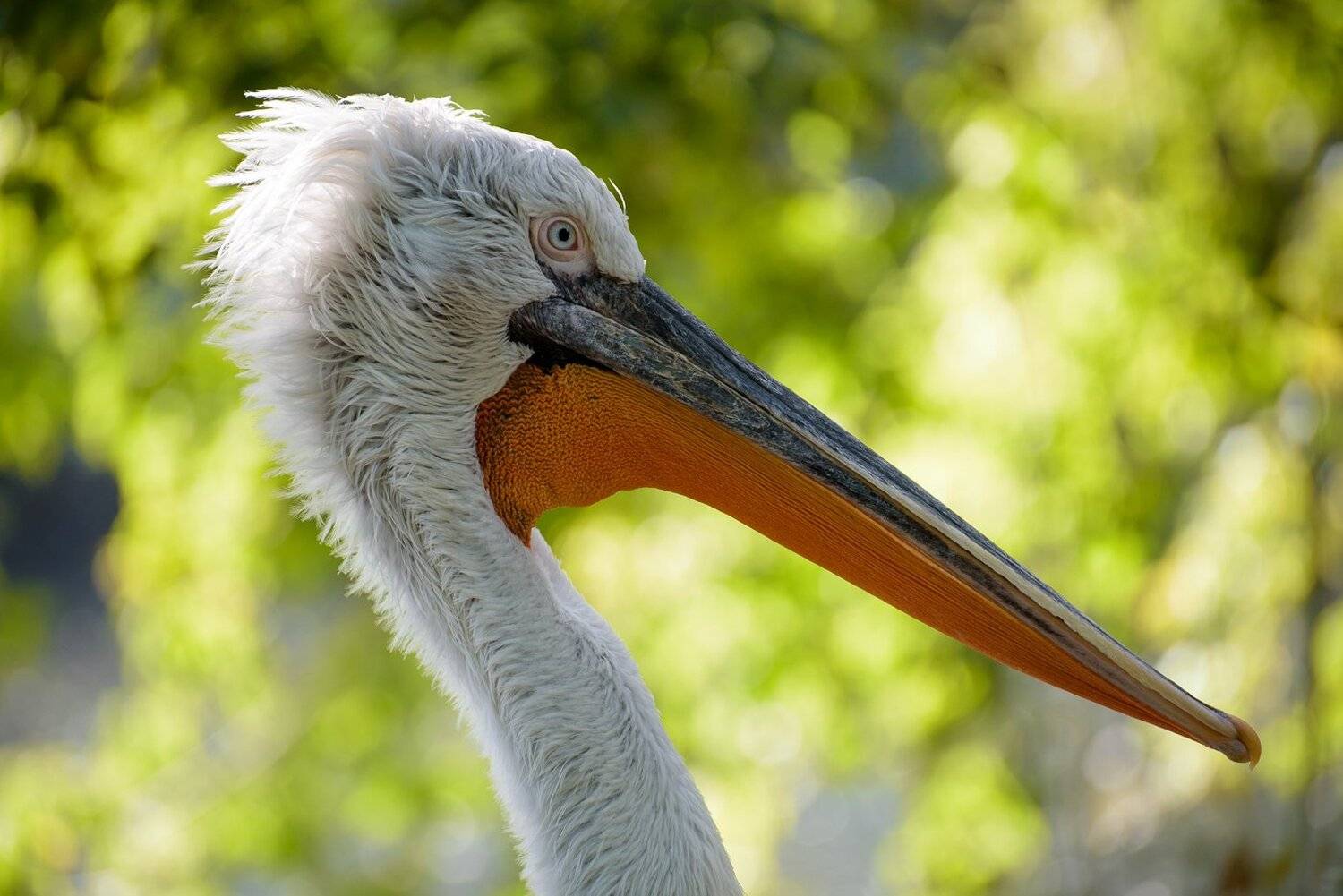 , Кузнецов Дмитрий