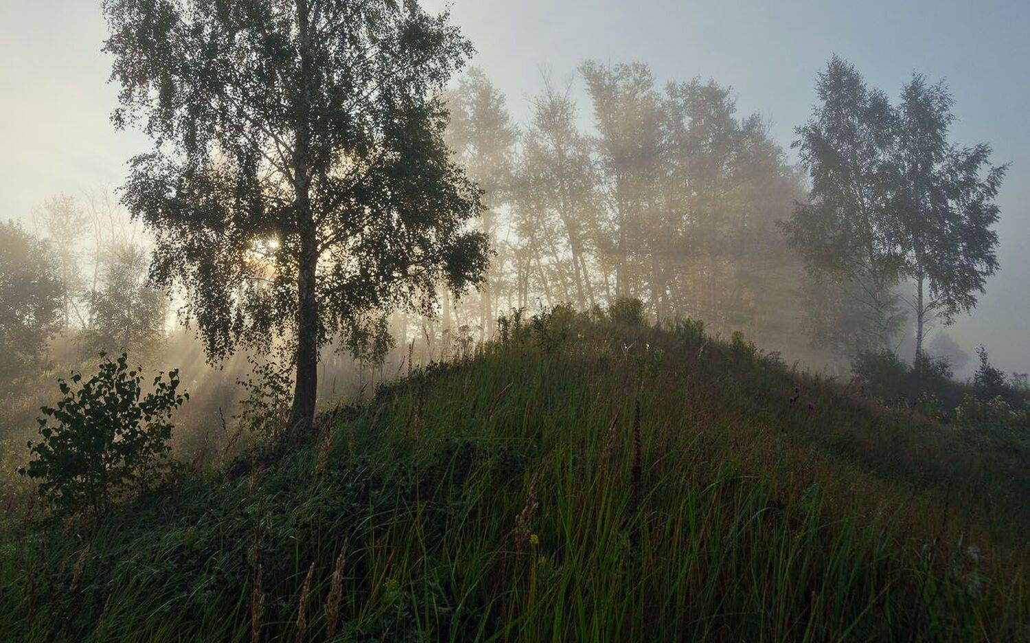 природа, утро, лето, берёзы, холм, пейзаж, архангельское, Михаил Агеев