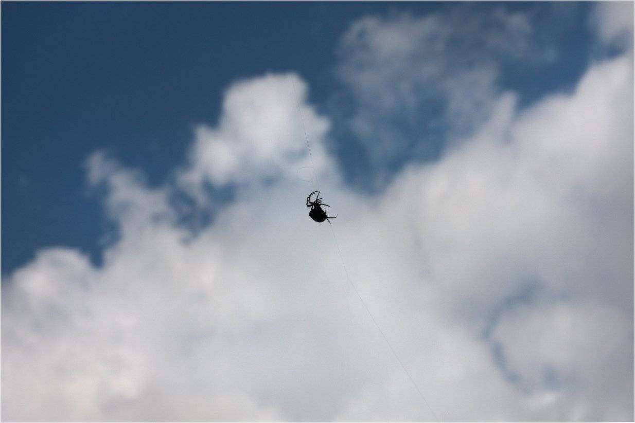 паук, КарОл