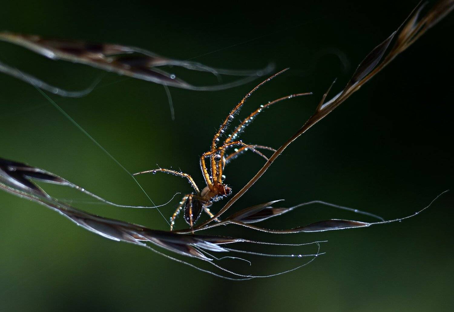 , Баранов Олег