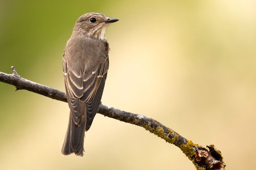 Серая мухоловка