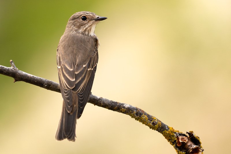 птицы, животные, природа, анималистика, birdwatching, мухоловка, flycatcher, birds, wildlife, nature Серая мухоловка фото превью