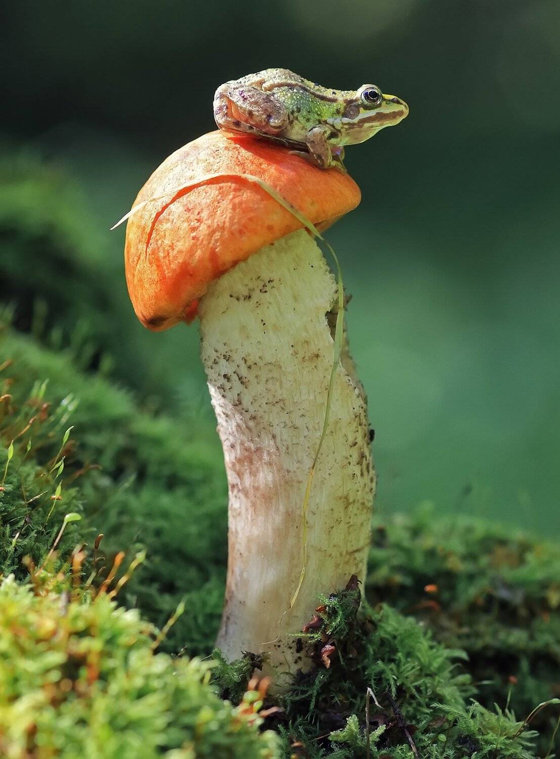 , Галина Горькавая