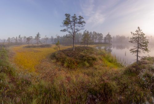 Под зановес лета. Болотное разноцветие