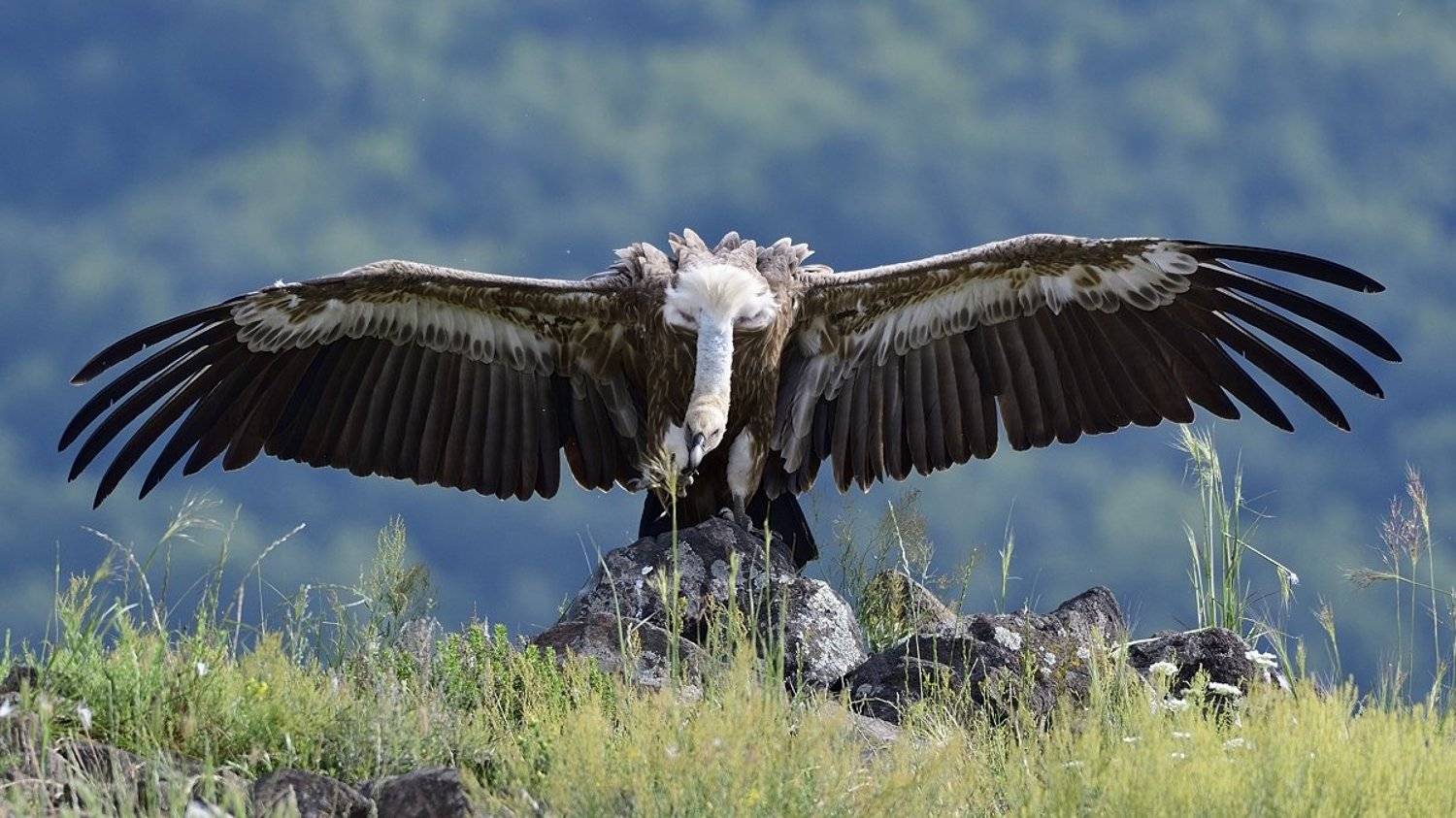 птицы birds, Jaroslav Mego