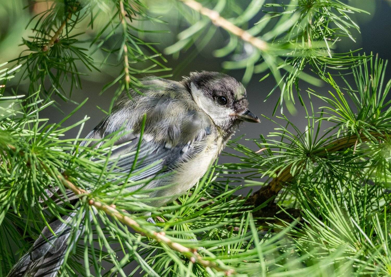 , Курлянцев Алексей