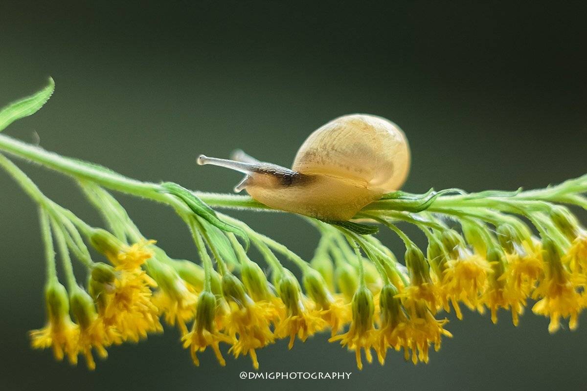 макро, природа, растение, улитка, лето, макромир, макрофотография, гелиос44_2, lovemacro, цветок, , Дмитрий Гусалов