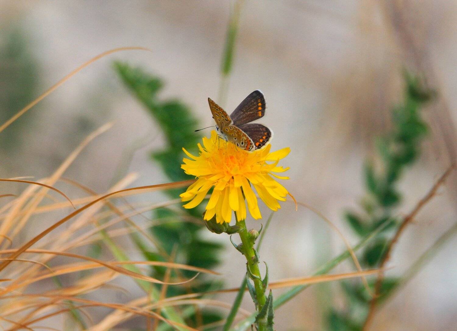 флора,фауна.бабочка,цветок.насекомое., Marat Magov