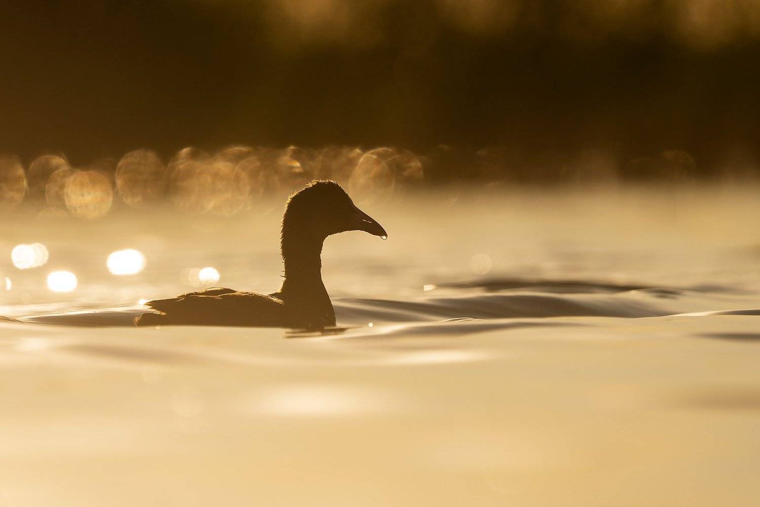 лысуха, птицы, пастушковые, природа, анималистика, birds, coot, birdwatching, wildlife, Оксана Быстрицкая
