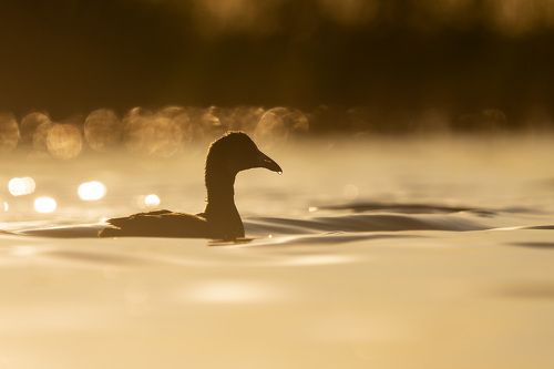 Вечерняя лысуха