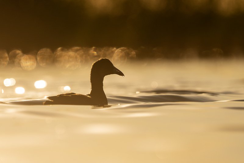 лысуха, птицы, пастушковые, природа, анималистика, birds, coot, birdwatching, wildlife Вечерняя лысуха фото превью