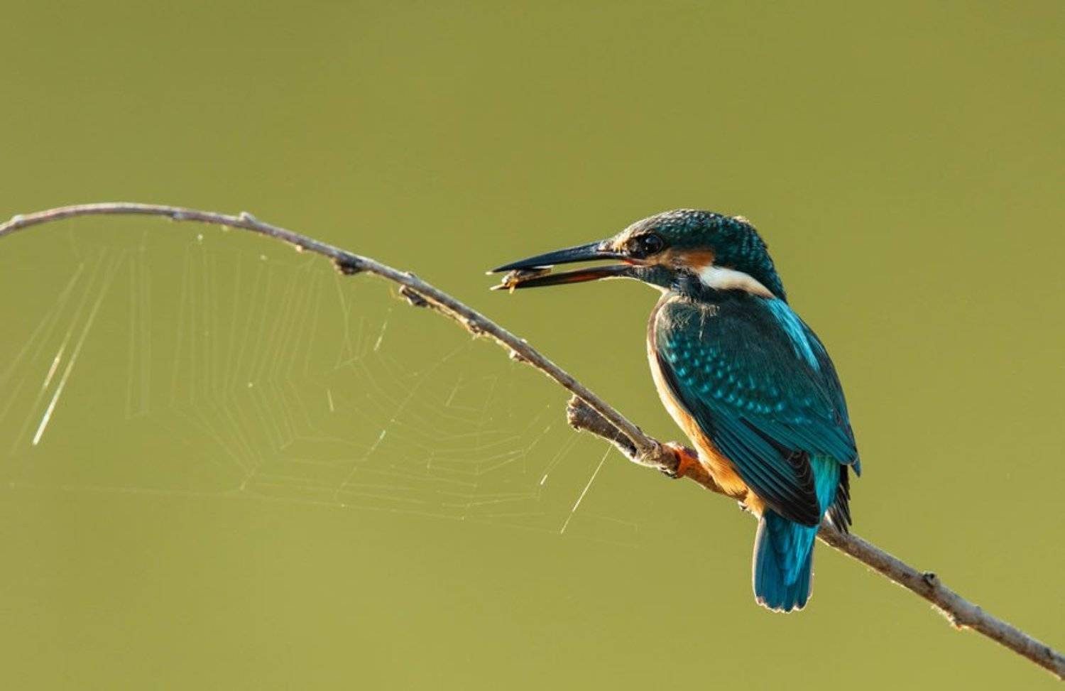 зимородок, птицы, паутина,, Владимир Пакалевич