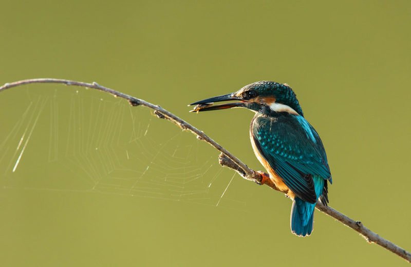 зимородок, птицы, паутина, Добыча взята, можно и сеть просушить. фото превью
