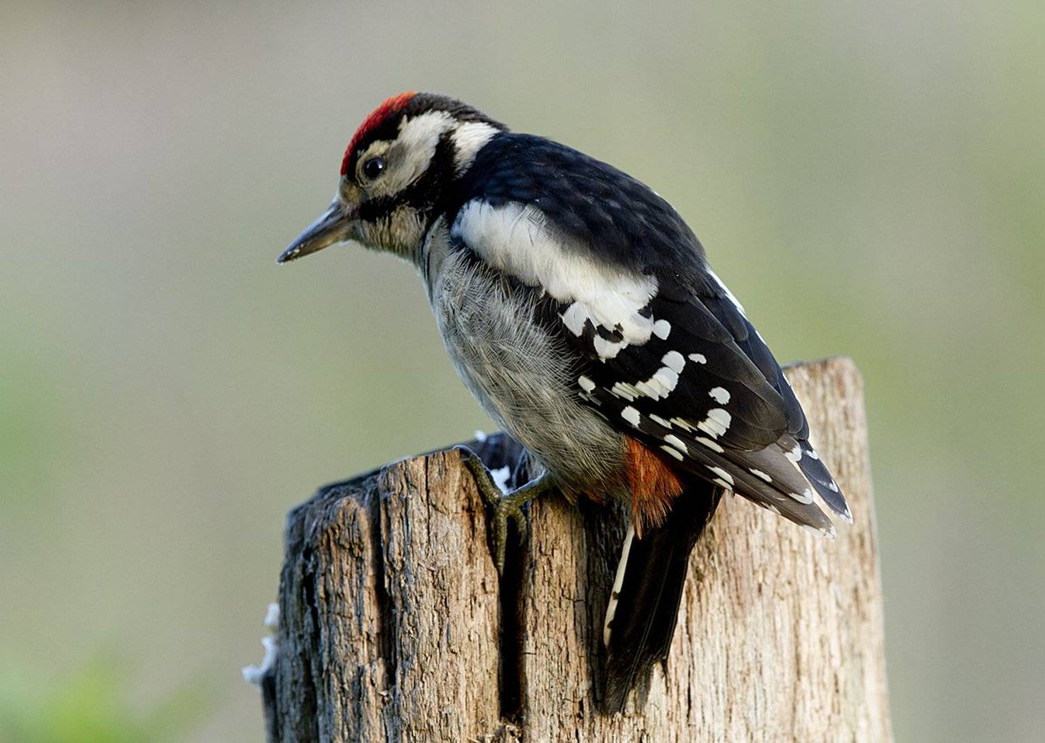 , Janina J?drzejewska-Szombara