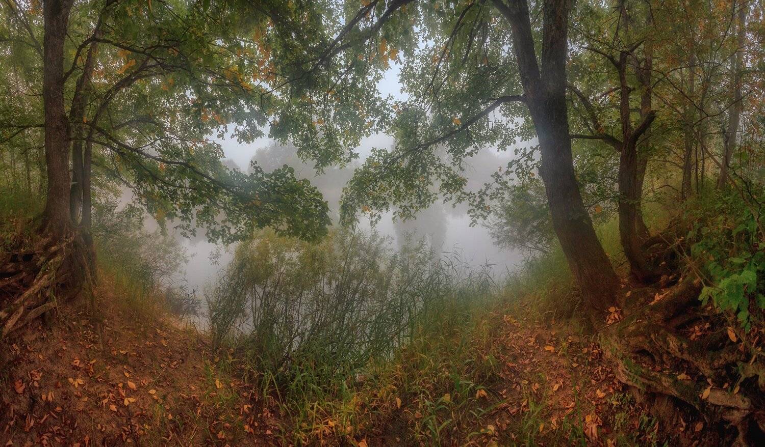 туман, осень, рассвет, река, лес, листопад, Павел Ващенков