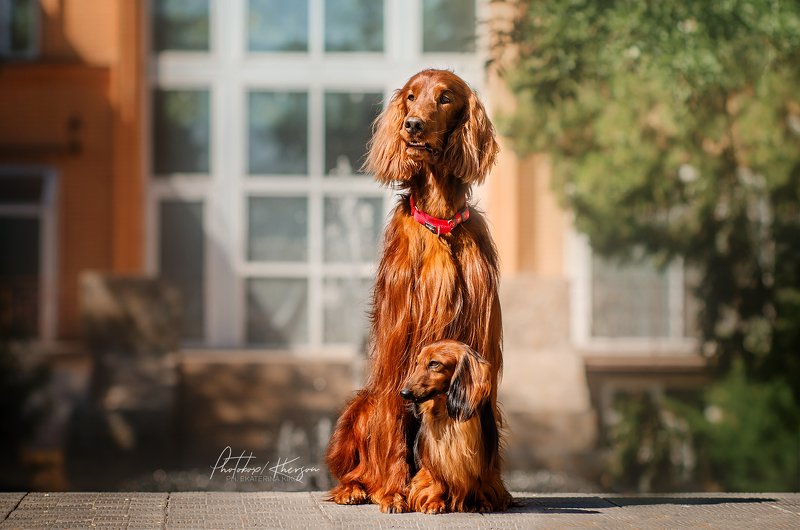 собака, анималистика, город, портрет Рыжая банда фото превью