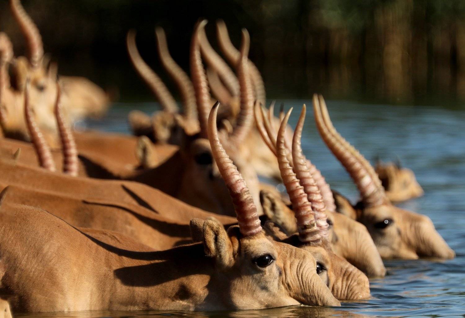 , Иваненко Светлана