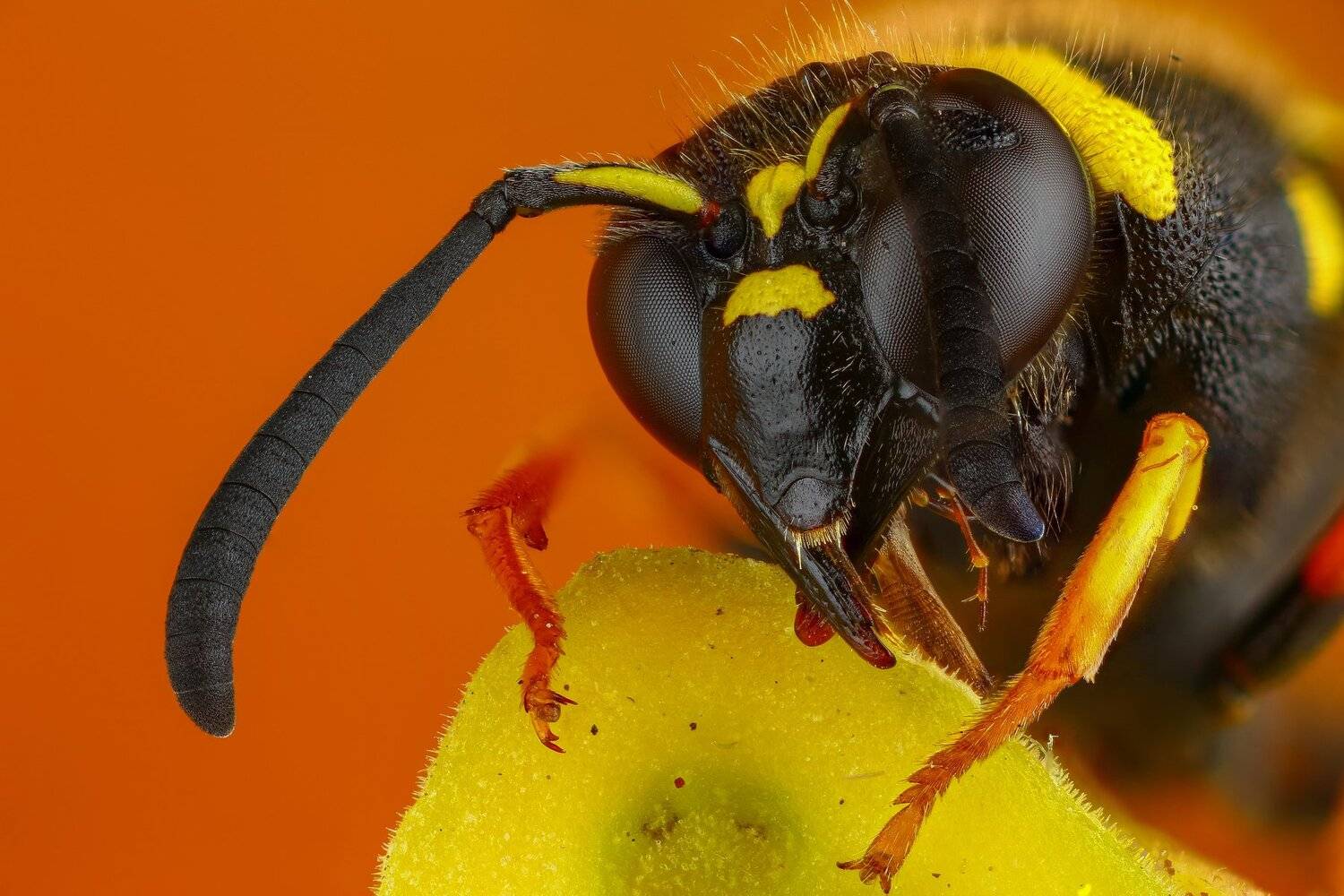 макро портрет насекомое желтый оса оранжевый цвет, Андрей Шаповалов