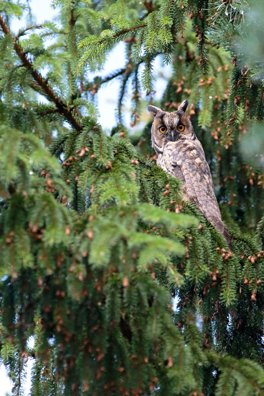 сова, птица, природа Ушастая сова фото превью