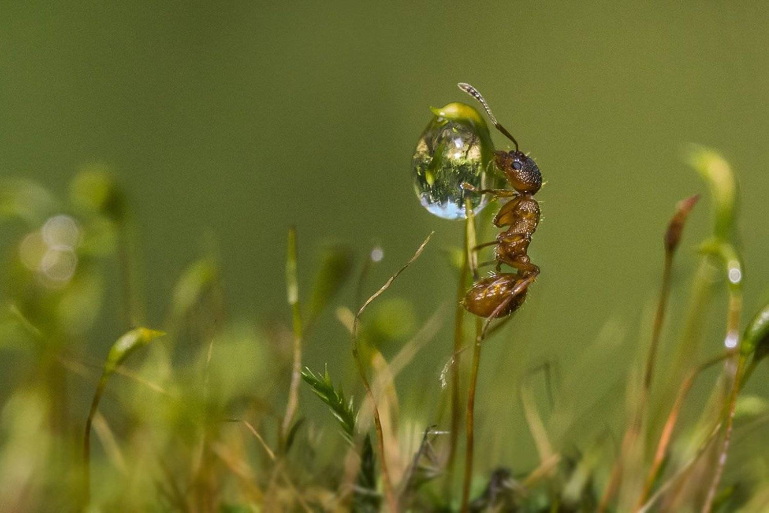 муравей, вода, капля, Наталия Сытина