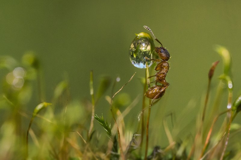 муравей, вода, капля Жажда фото превью