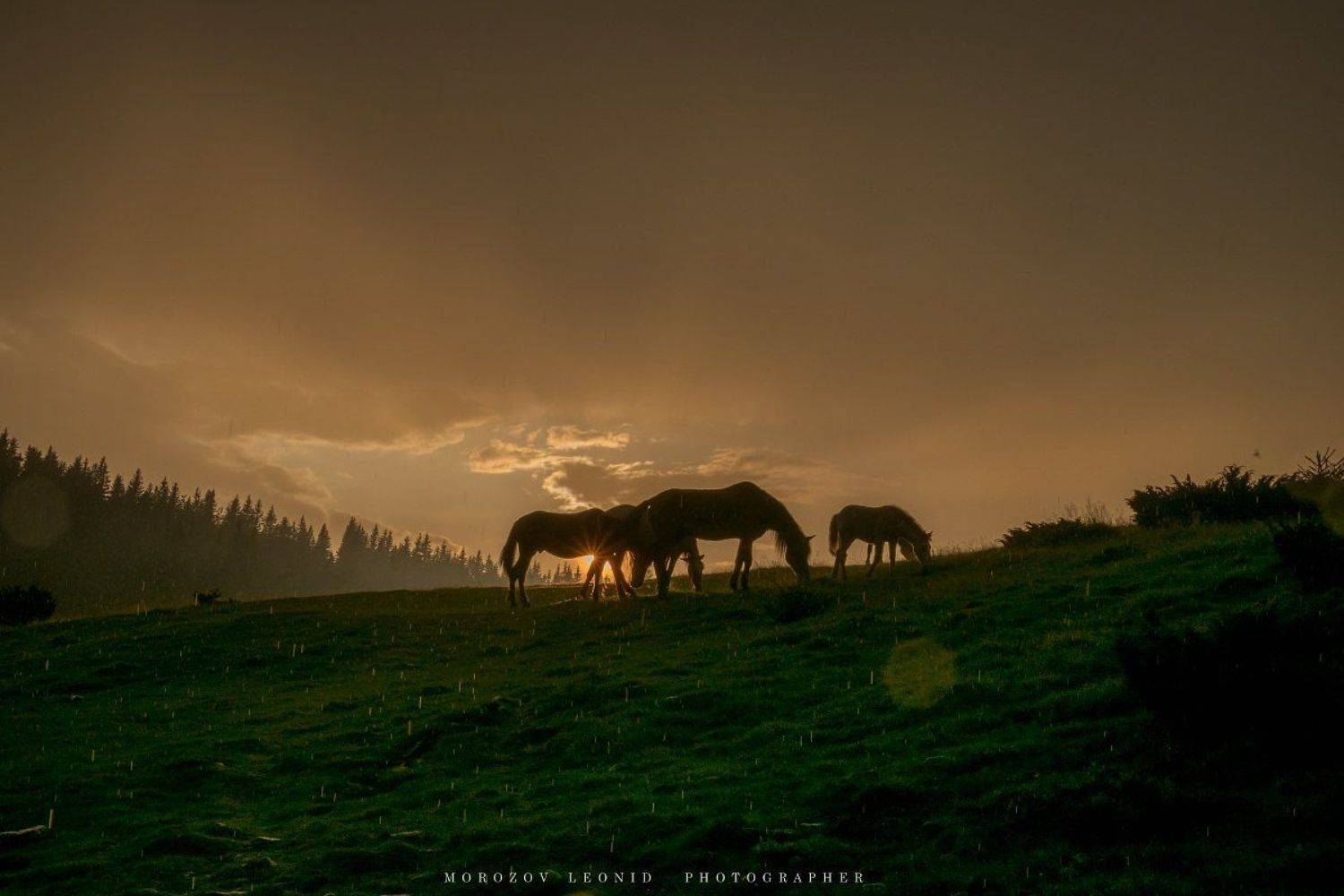 #landscape, #nature, #scenery, #forest, #wood, #autumn, #mist, #misty, #fog, #foggy, #river, #waterfall, #longexposure, #mountain, #vitosha, #bulgari, #aтуман, #лес, #oсень, Леонид Морозов