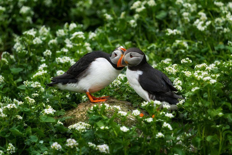 puffins, puffin, norway, hornoya, wildlife, nature, birds, birdwatching, птицы, тупики, природа Тупики: свадебная фотосессия фото превью