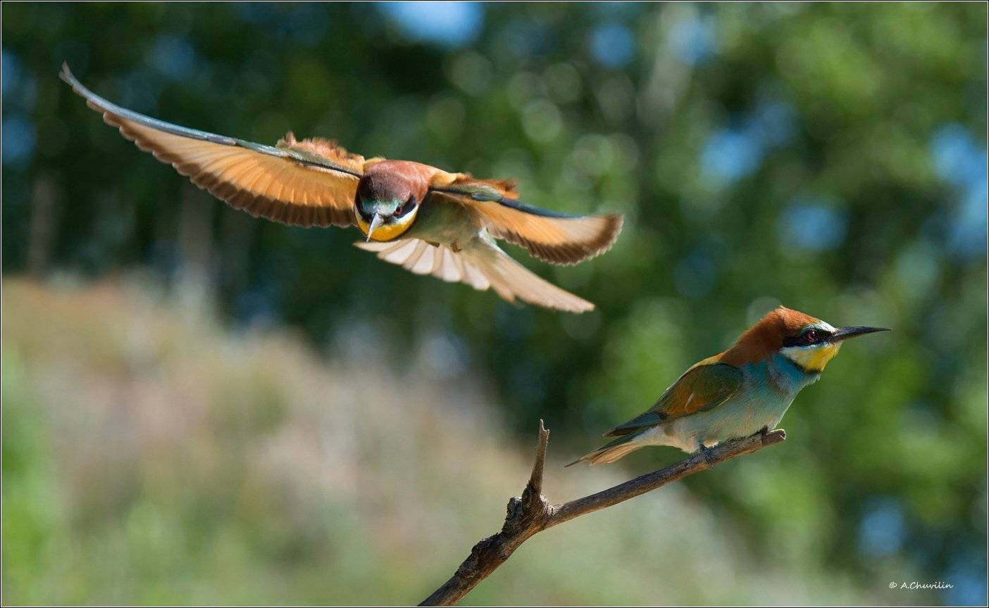 щурки,май, Александр Чувилин