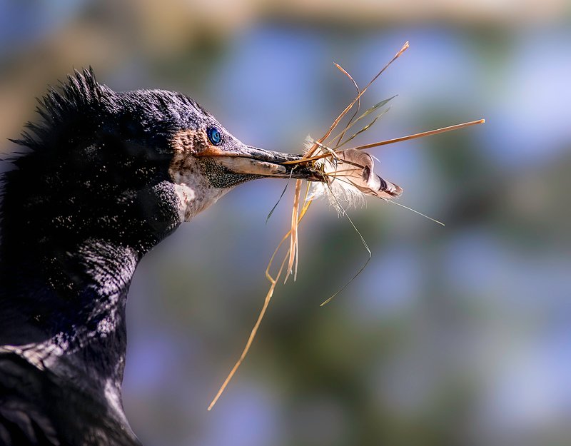 баклан Хапуга фото превью