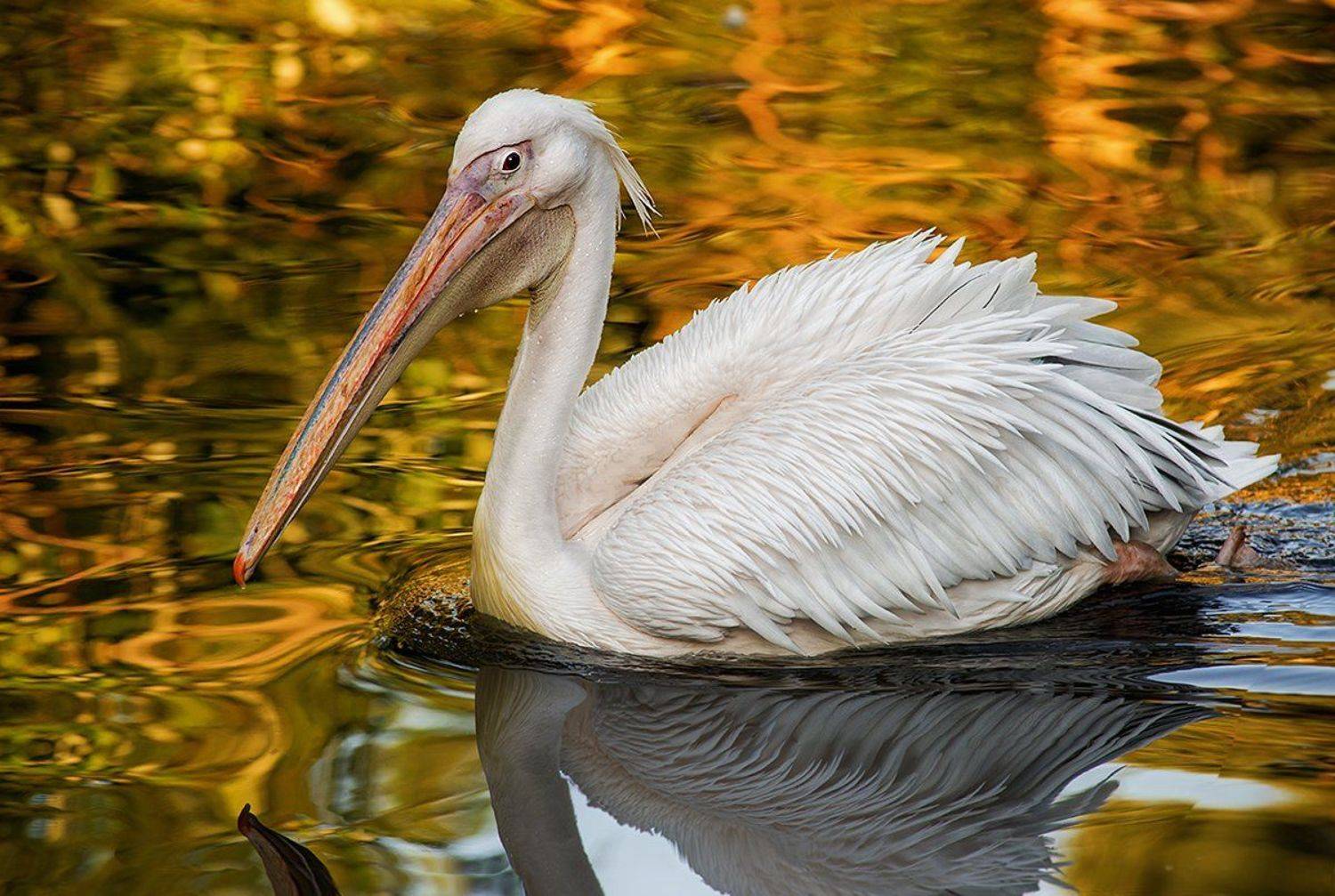 пеликан, Татьяна Москальчук