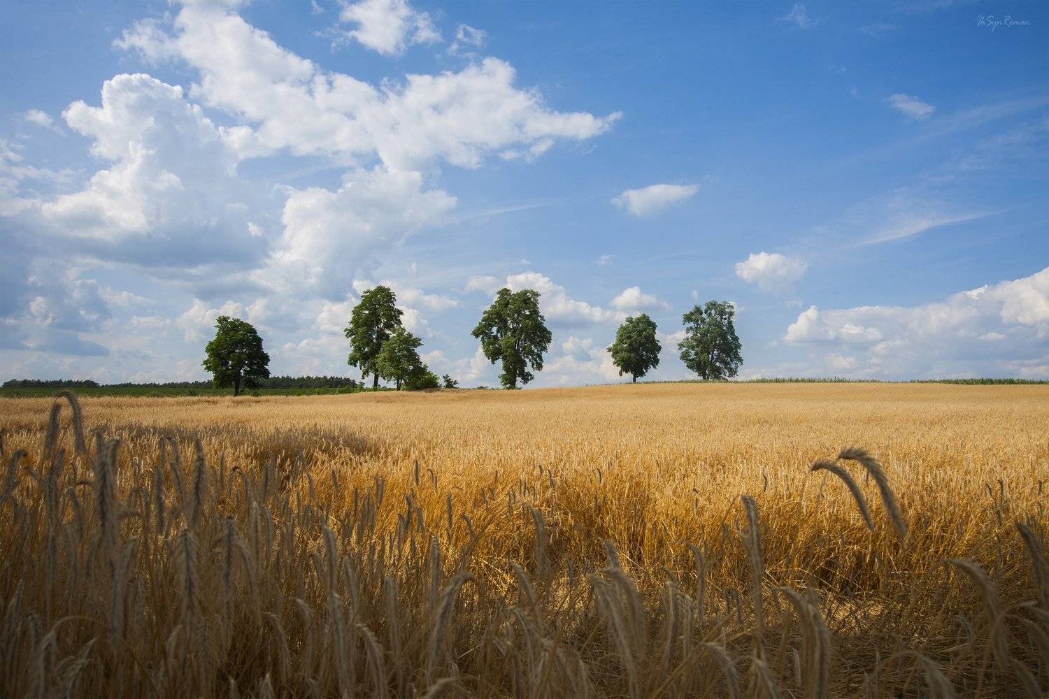 пейзаж, лето, день, поле, пшеница, деревья, посадка, облака, Roma  Chitinskiy